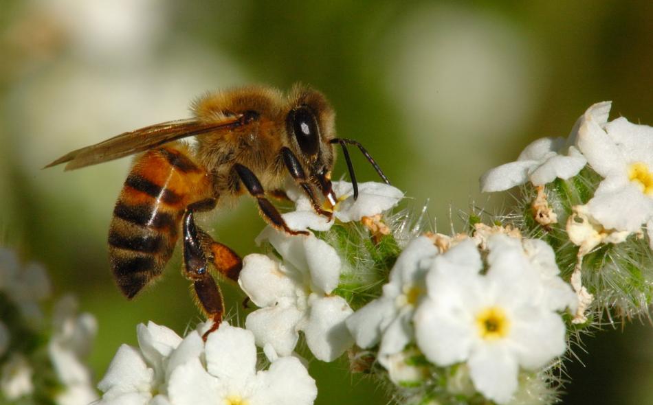 Pollinators and the rigged neonic seed market