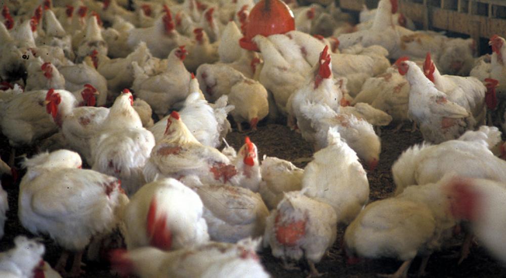 Food safety going global