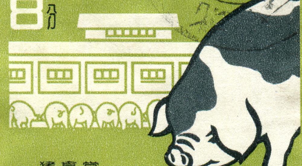 China’s pig industry has global impact, new report finds