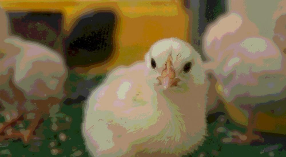 New strain of avian flu strikes in Indiana
