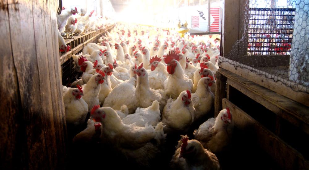 10 reasons TTIP is bad for good food and farming