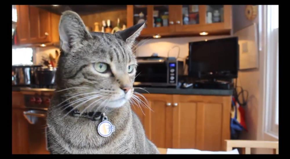 Chiko the Cat says support IATP to the max