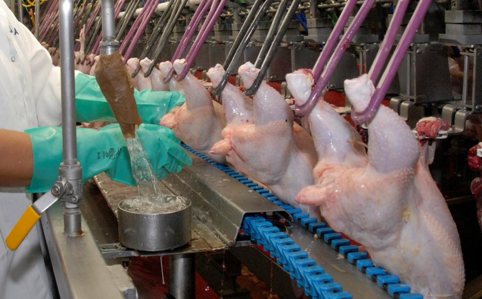 Work in a poultry plant? The good news is you still have a job, the bad news is it may be killing you