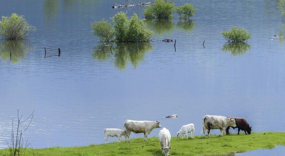 Climate, Livestock, Carbon & the Lobby #LivestockDebate