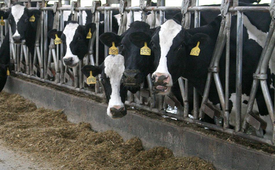TPP and U.S. dairy policy: fewer farms and raw milk down the sewers