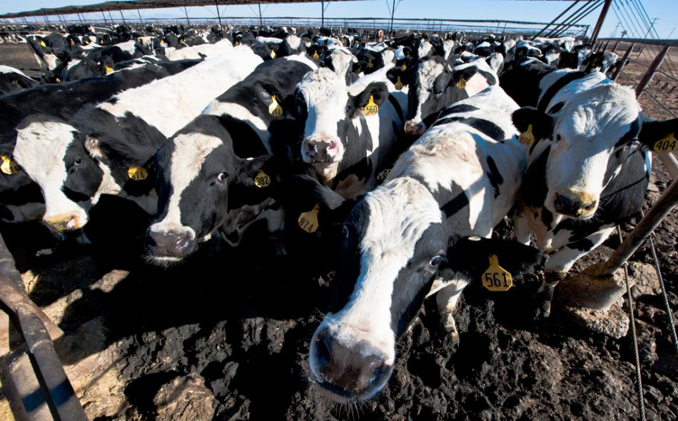 FDA limits antibiotics in livestock: Better late than never