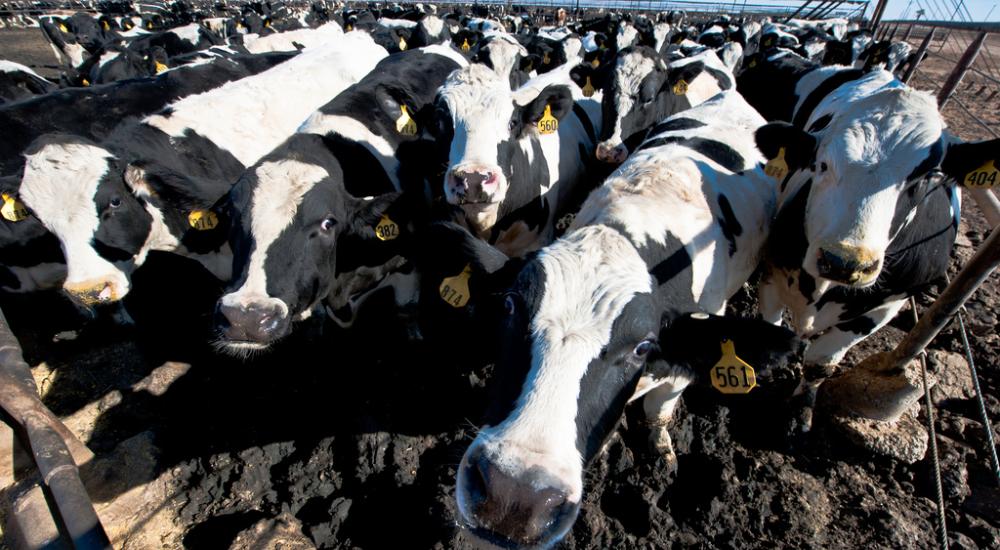 FDA limits antibiotics in livestock: Better late than never