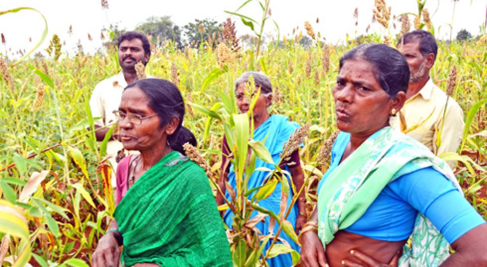Financing climate resilience through agroecology