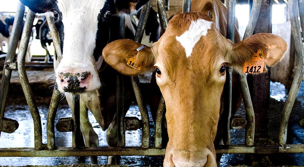TPP’s shell game on dairy 