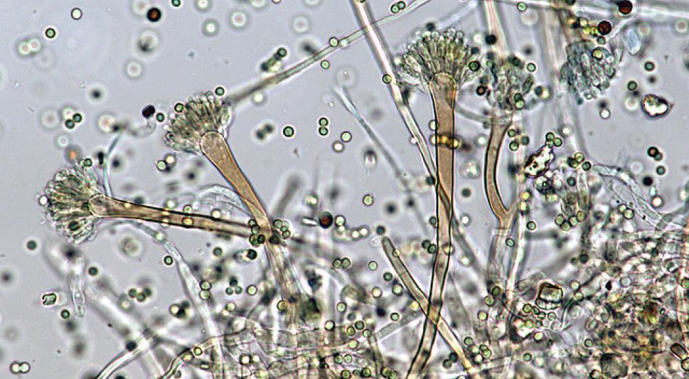 Agricultural Fungicides and Public Health
