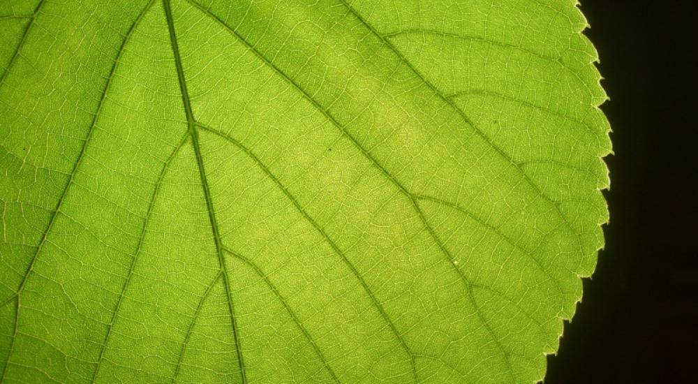 Minnesota Green Chemistry Conference 2012: Strategies for Growth