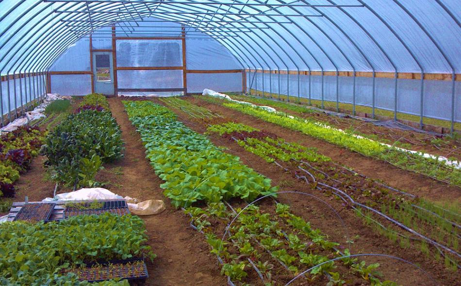 High tunnels can bring benefits to farmers and schools