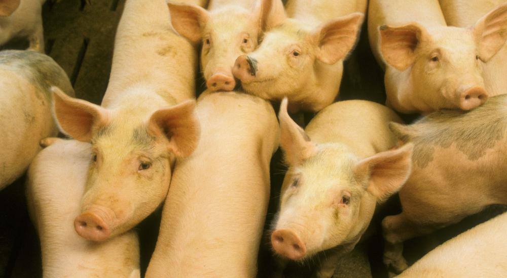 Antibiotics in ethanol: An unnecessary risk despite the spin