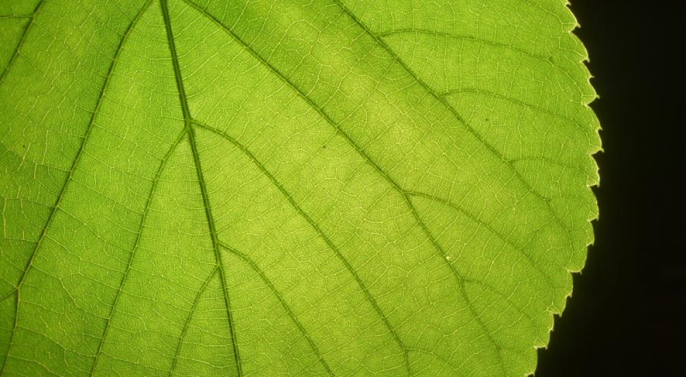Teaching Green Chemistry in the Classroom and in the Lab