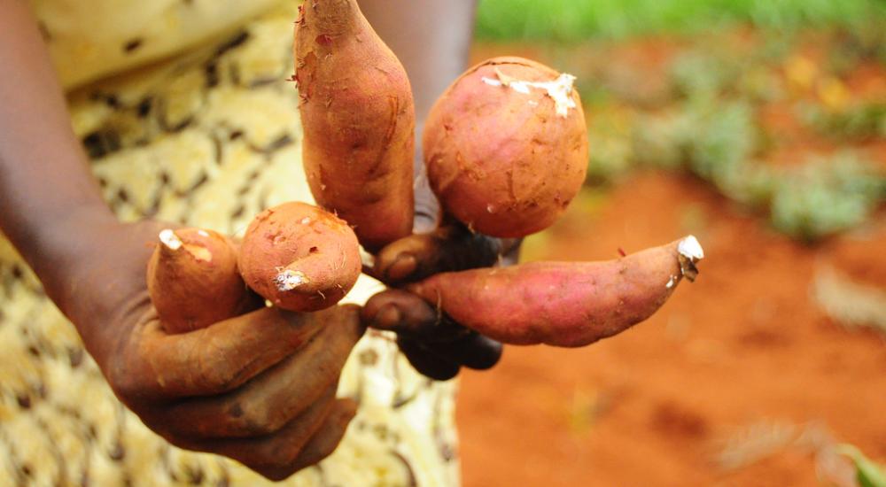 Workshop in Kenya on the politics of agriculture in the climate talks