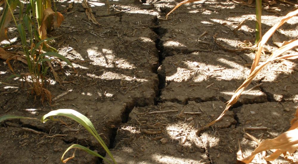 The 2012 drought and food aid