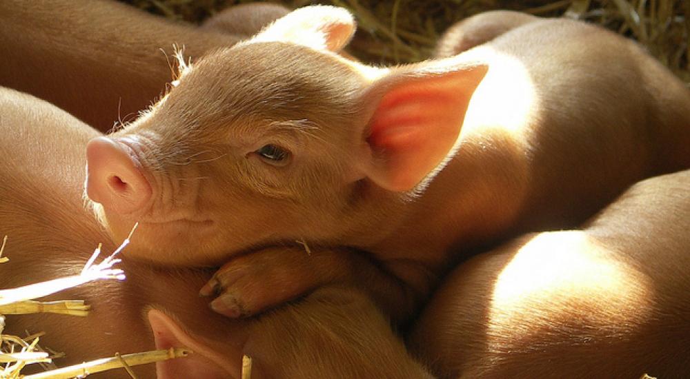 The makings of an antibiotic-free farmer-evangelist