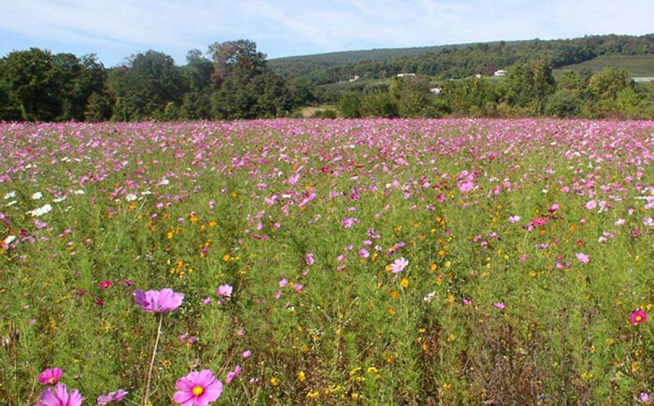 A landowner’s guide to pollinator-friendly practices