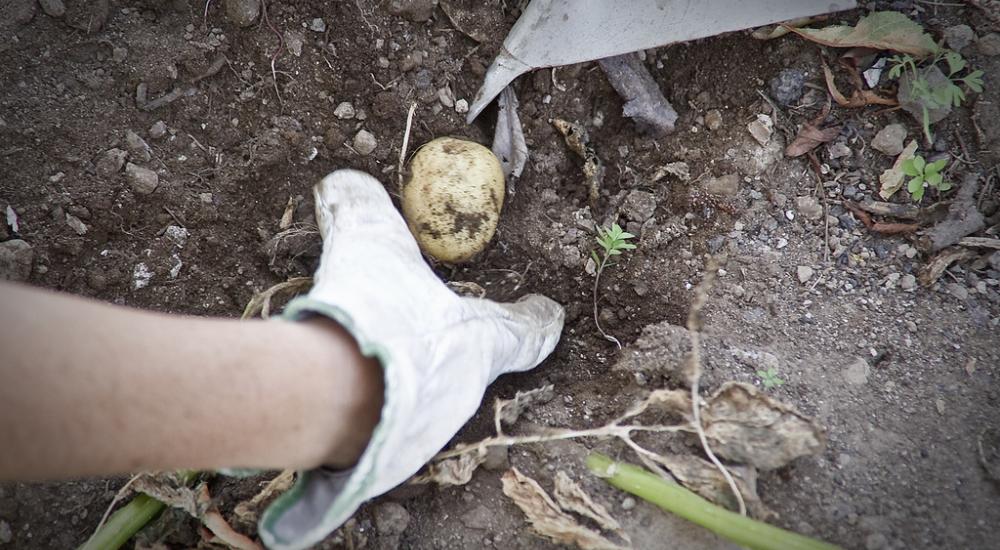 Soil for food, not for carbon