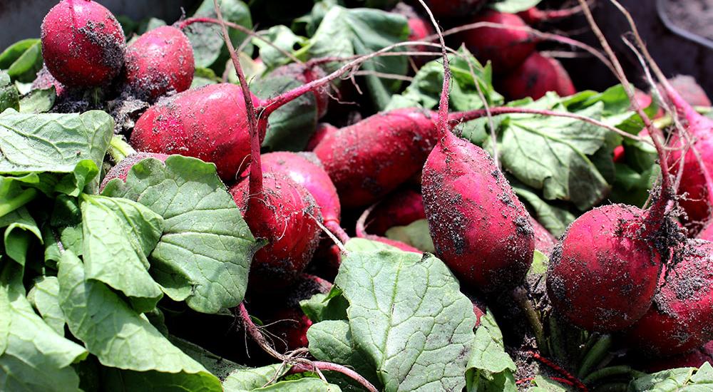 Building Farm to Institution Markets