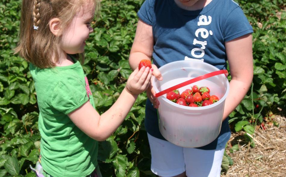 Planting the seeds: Connect kids with farms using the MN Grown directory
