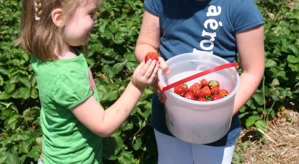 Planting the seeds: Connect kids with farms using the MN Grown directory
