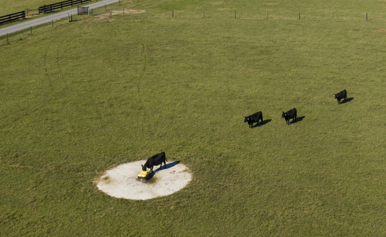 Cows waiting their turn for a drink
