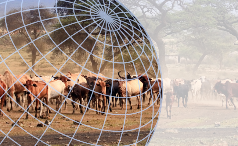 Cattle herd in African landscape overlaid with globe grid