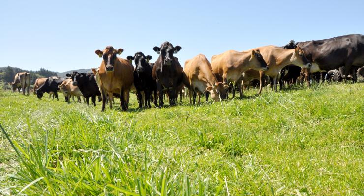 cows and nutrient management 