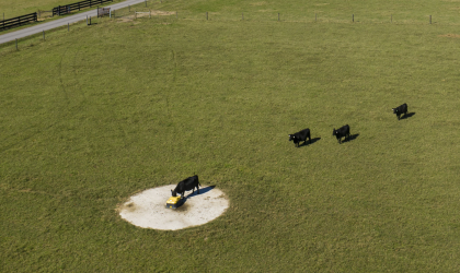 Cows waiting their turn for a drink