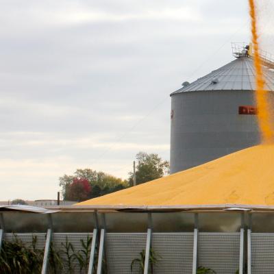 Corn pile