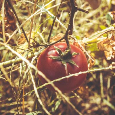 Tomato on vine