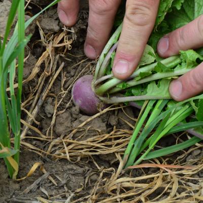 Cover Crops on Dryland Wheat? 