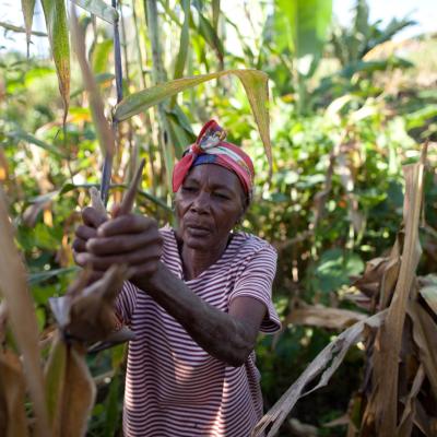 Agroecology is a Poverty Solution in Haiti