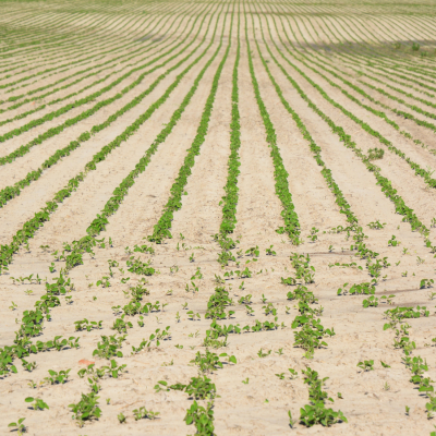 A struggling soy field during drought