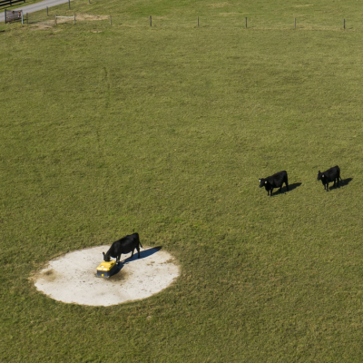 Cows waiting their turn for a drink