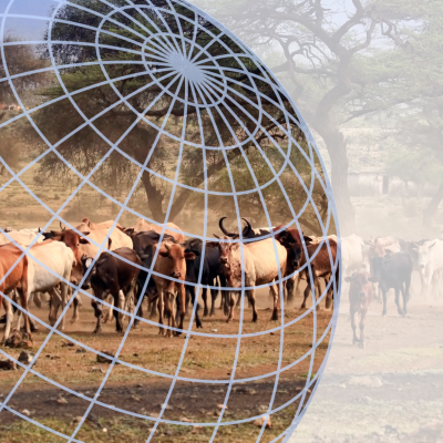 Cattle herd in African landscape overlaid with globe grid