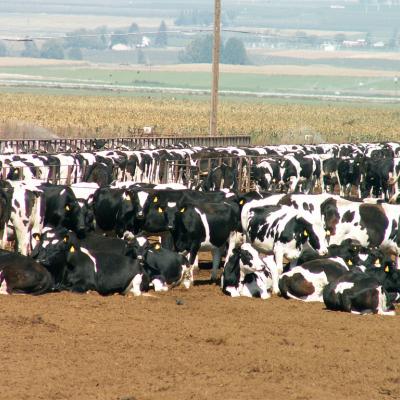 Conservation, Climate, and CAFOs