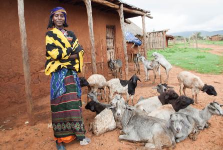 Lady with goats as an example of agroecology