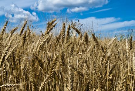 wheat field