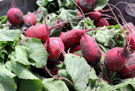Radishes