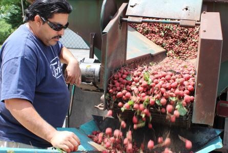 Farm worker with radishes