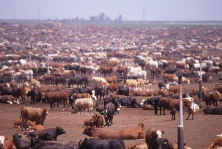 Picture of a Feed Lot