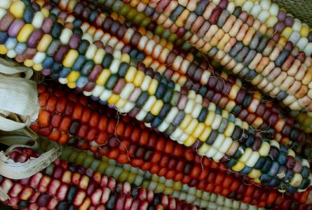 Painted Mountain Corn