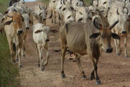 Brazil Cattle