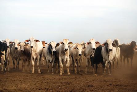 The rise of big meat