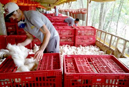 Chicken catcher_André Campos-Repórter Brasil