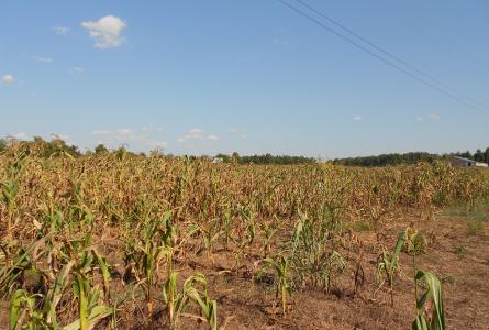 Drought Stressed Corn