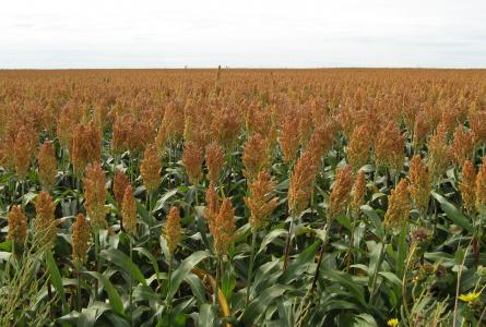 Field of Sorghum in Kansas