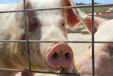 Pig on a farm